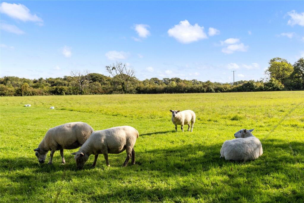 Field