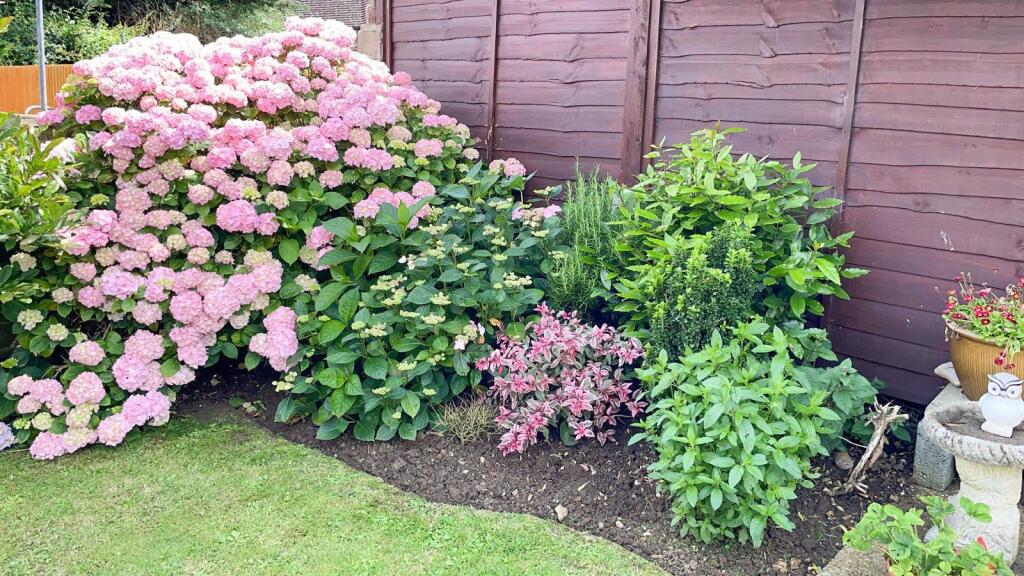 Garden in the summer