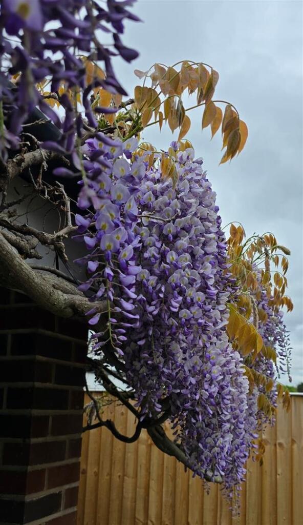 Wisteria.jpg