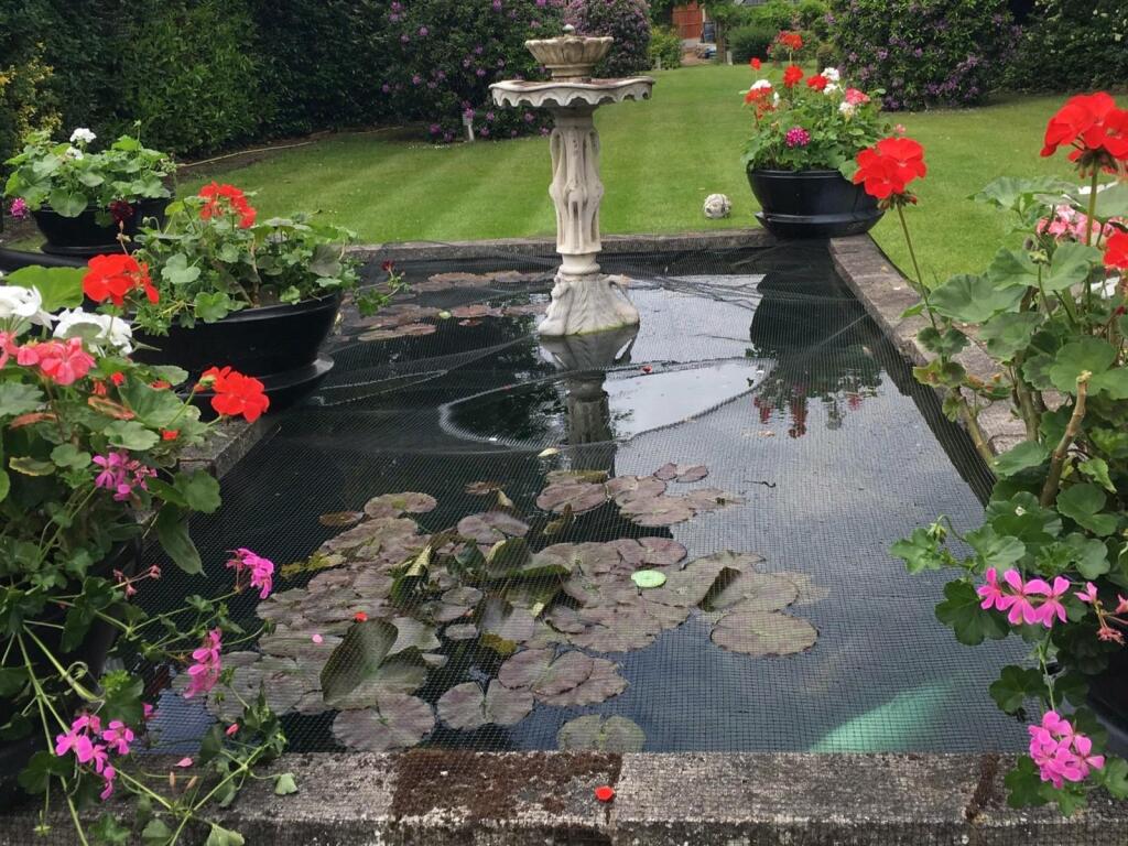 Fish Pond
