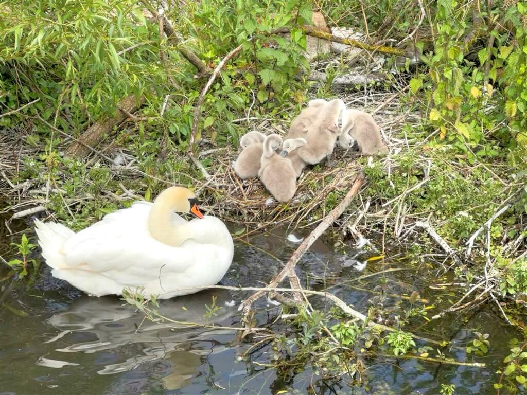 swan.jpg