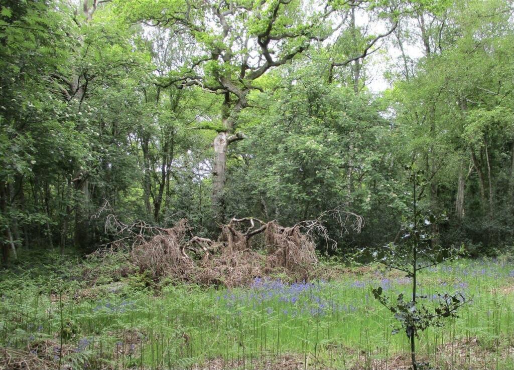 Woodland