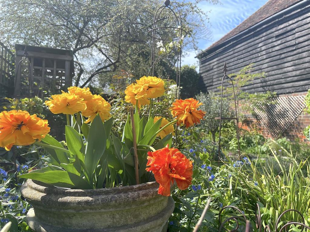 Garden (9).jpeg
