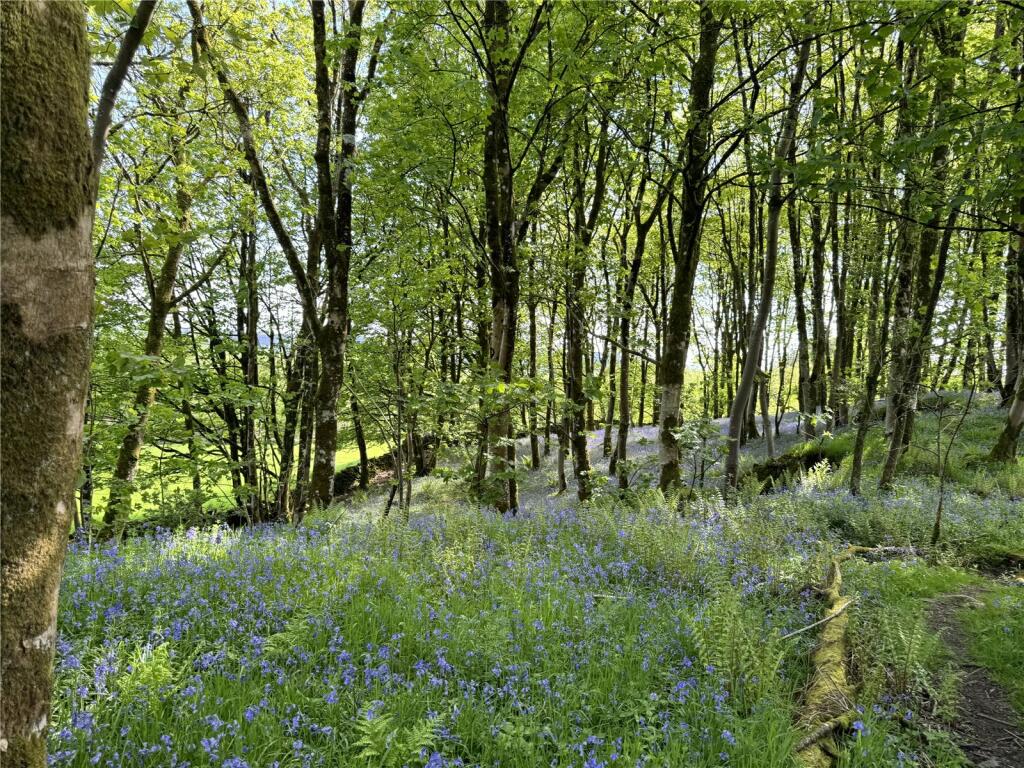 Woodland