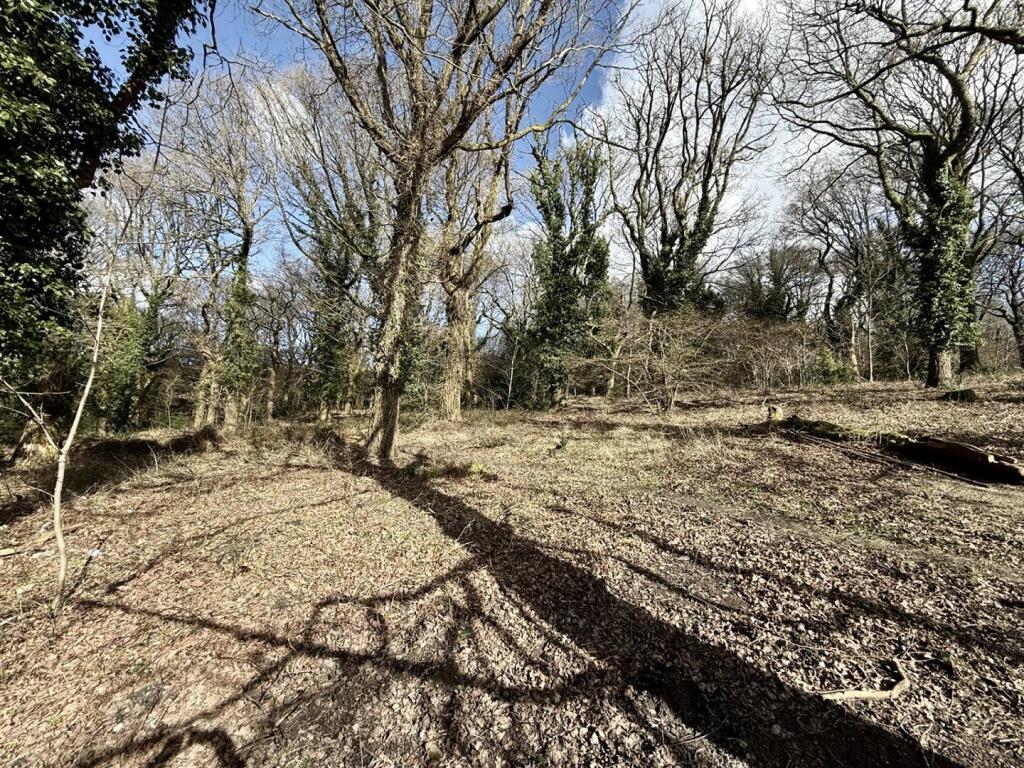 Woodland.jpg