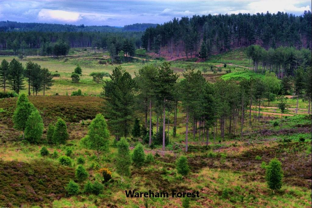 11- Wareham Forest