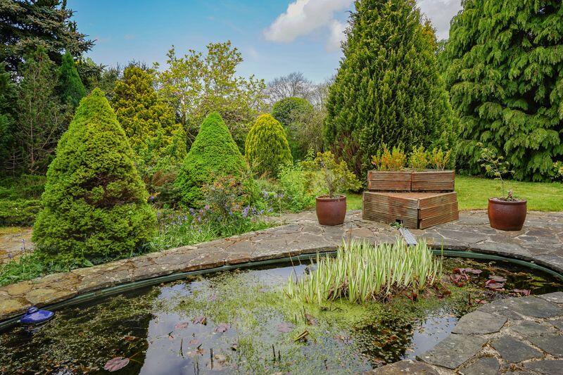 Pond
