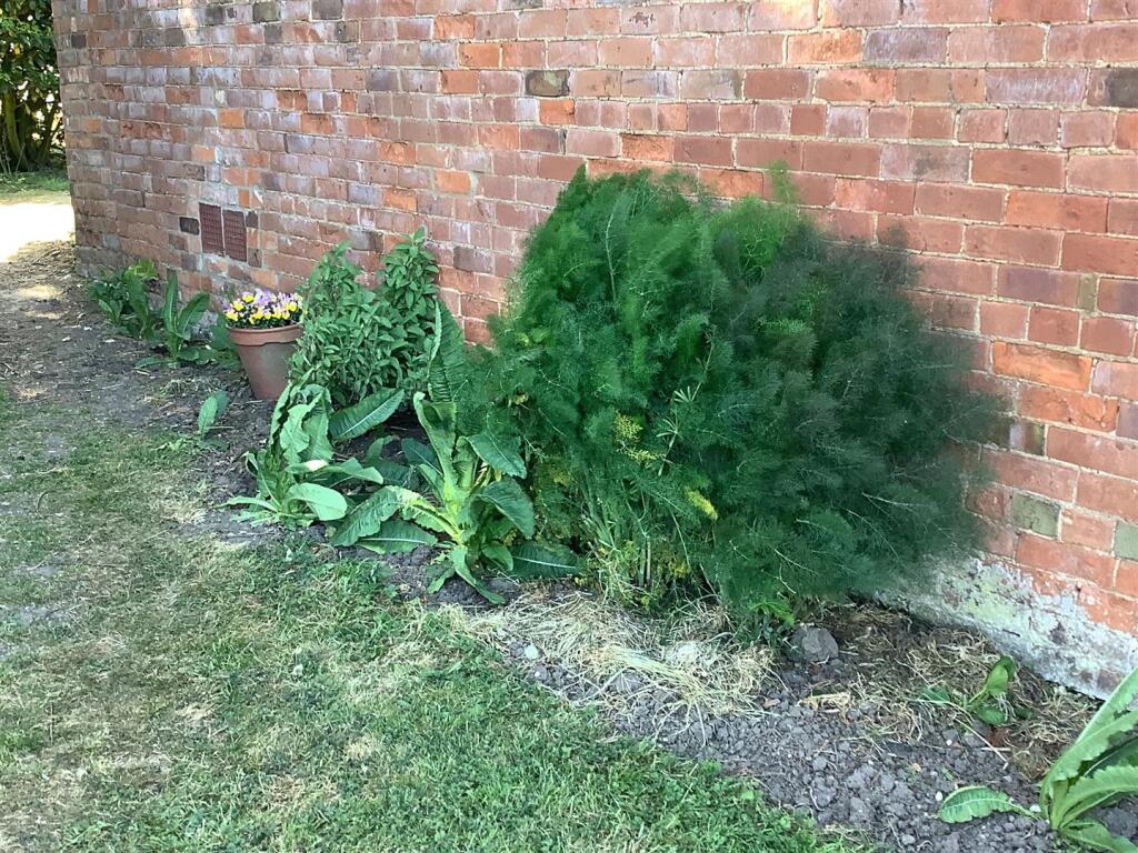plants.jpg