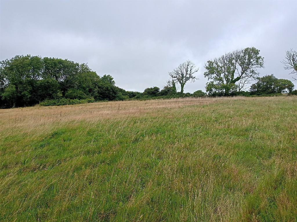 Middle Paddock