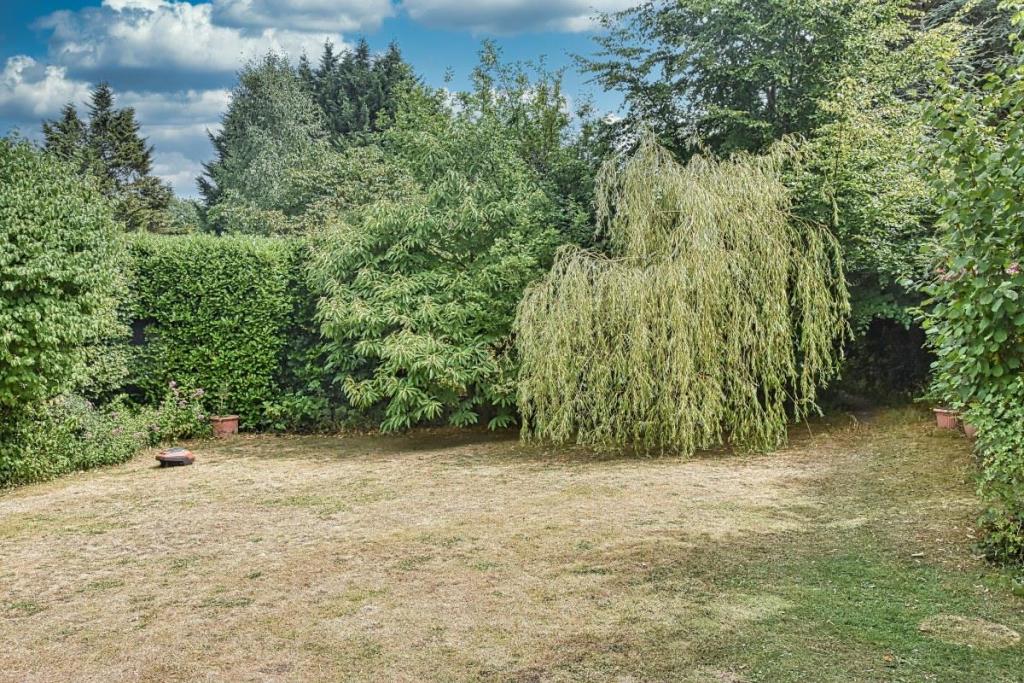 garden 6.jpg