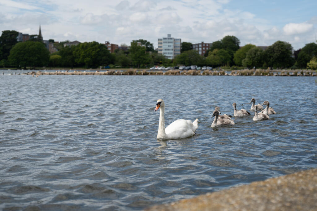 Poole Park