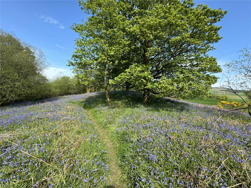 Woodland Path