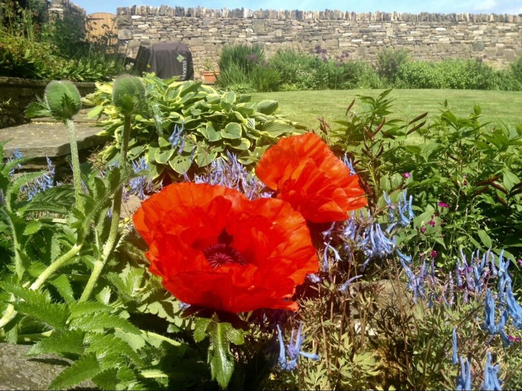 Garden(2)