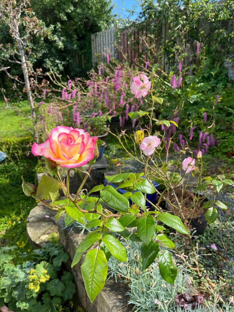 Beautiful Roses
