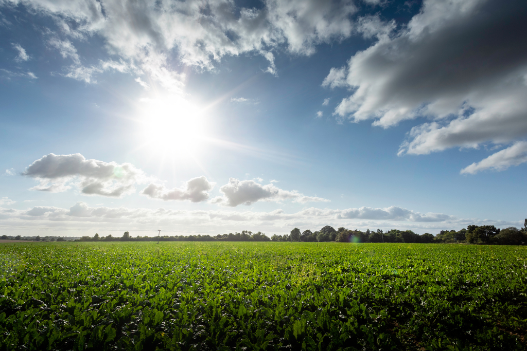 Country Views