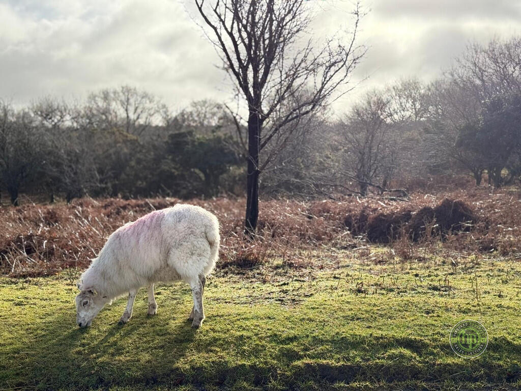 Dartmoor Sheep - ...
