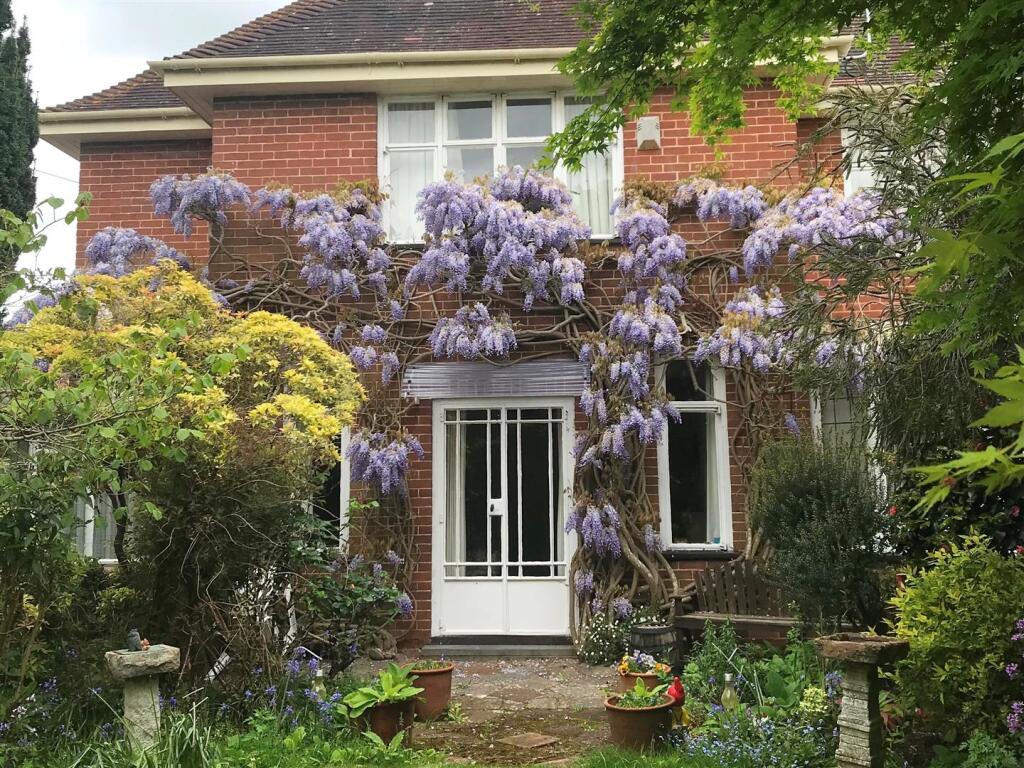 Wisteria 2004