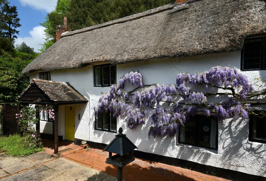 Wisteria
