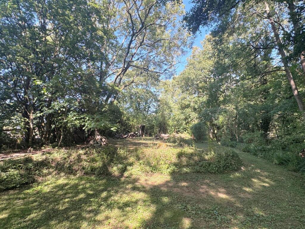 Woodland 7.JPG
