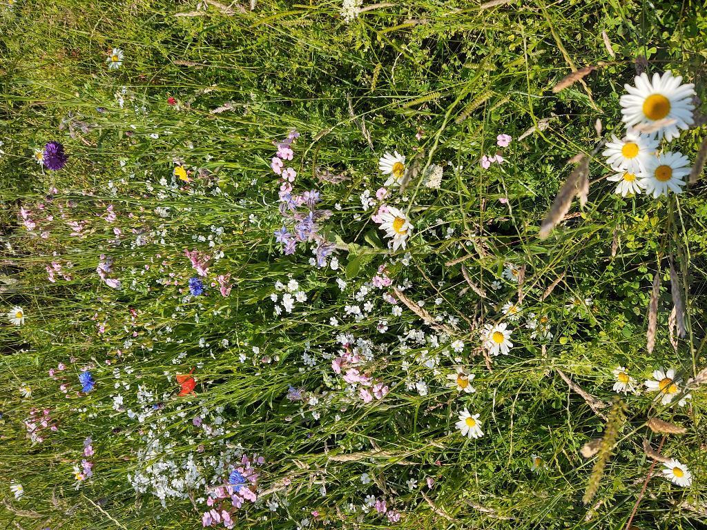 Wildflower Meadow