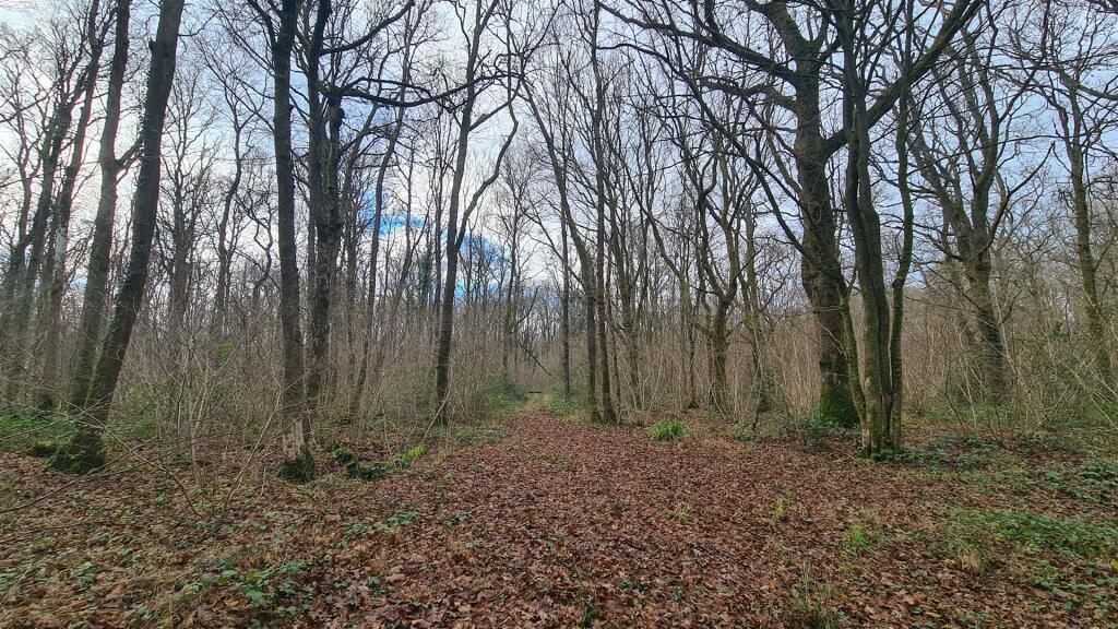 Woodland at High Loxley