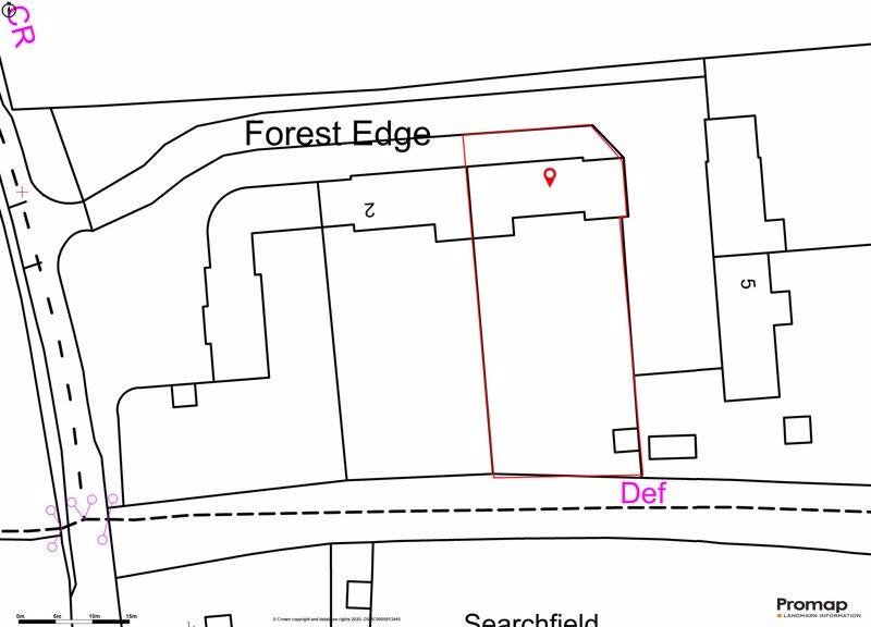 Forest Edge
