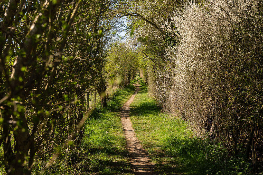 Surrounding Woodlands