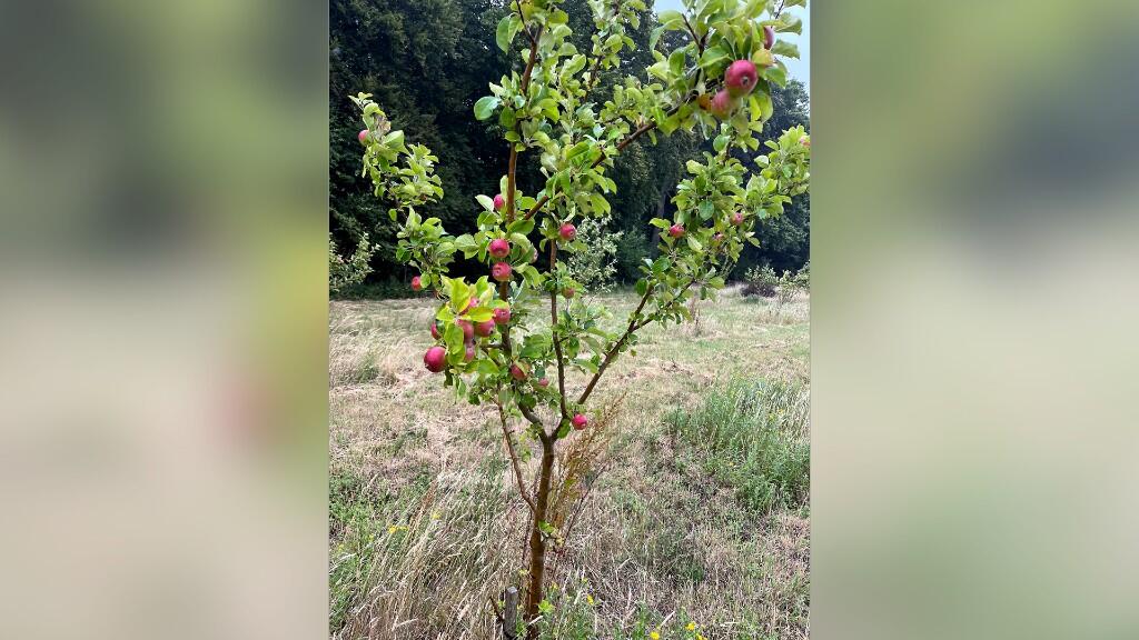 Fruit trees.
