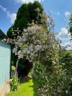 End May Garden Three.jpg