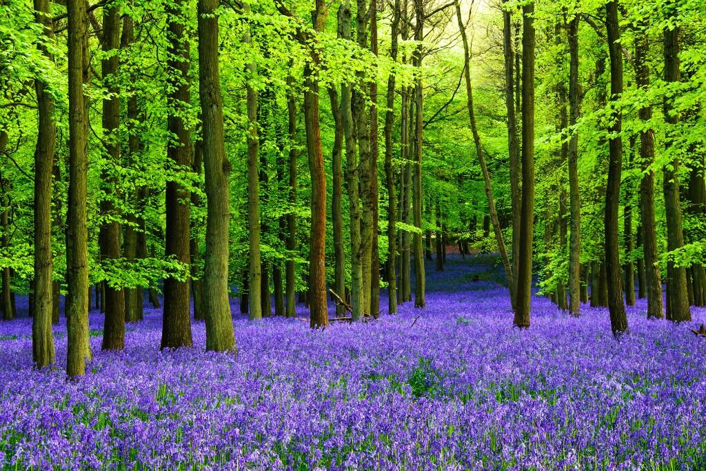 Ashridge 