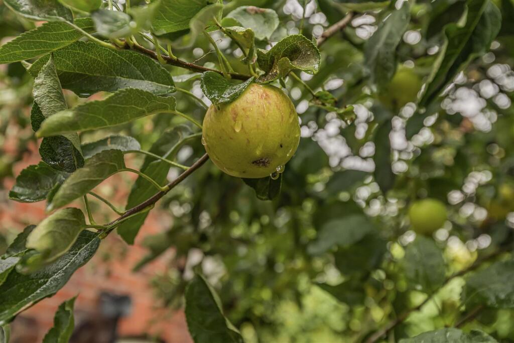 Apple