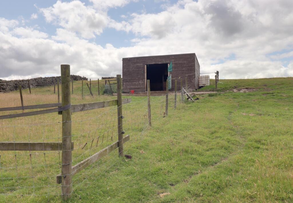 Lambing shed 2