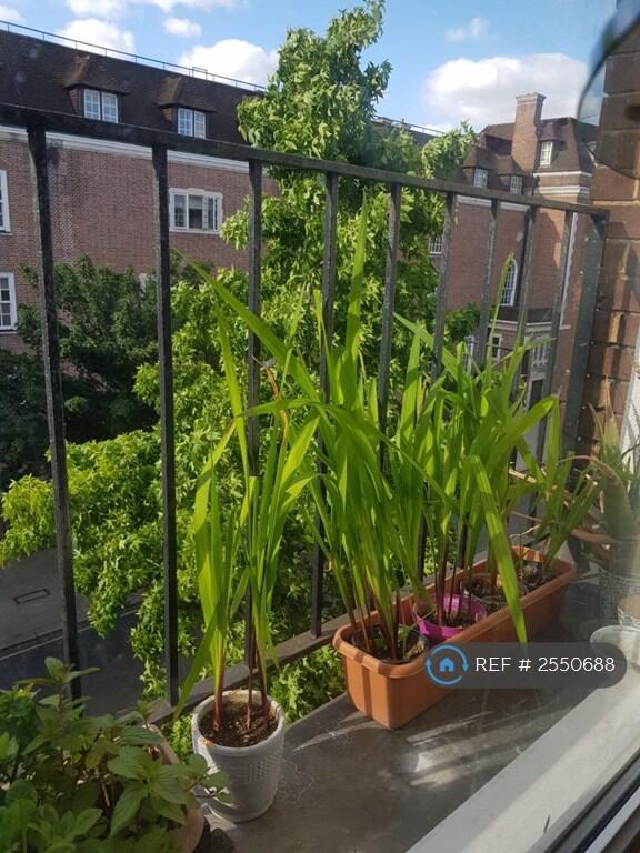 View From Living Room