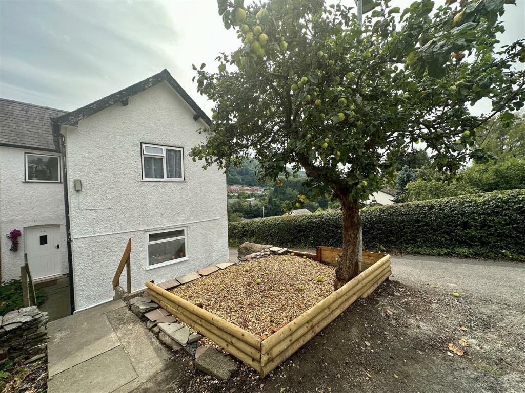 Apple Tree.jpg