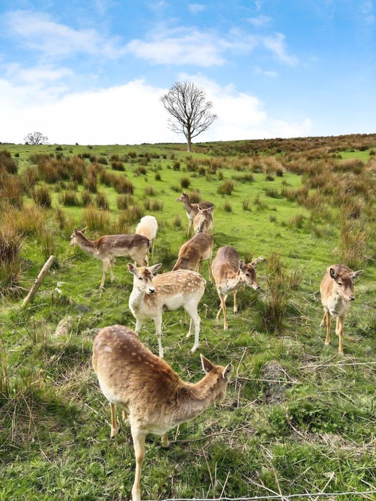 Deer