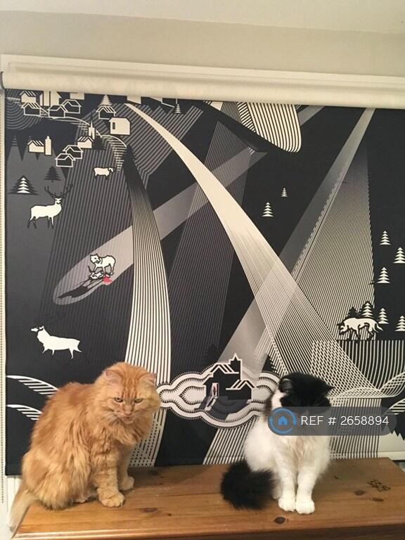 Previous Feline Tenants!