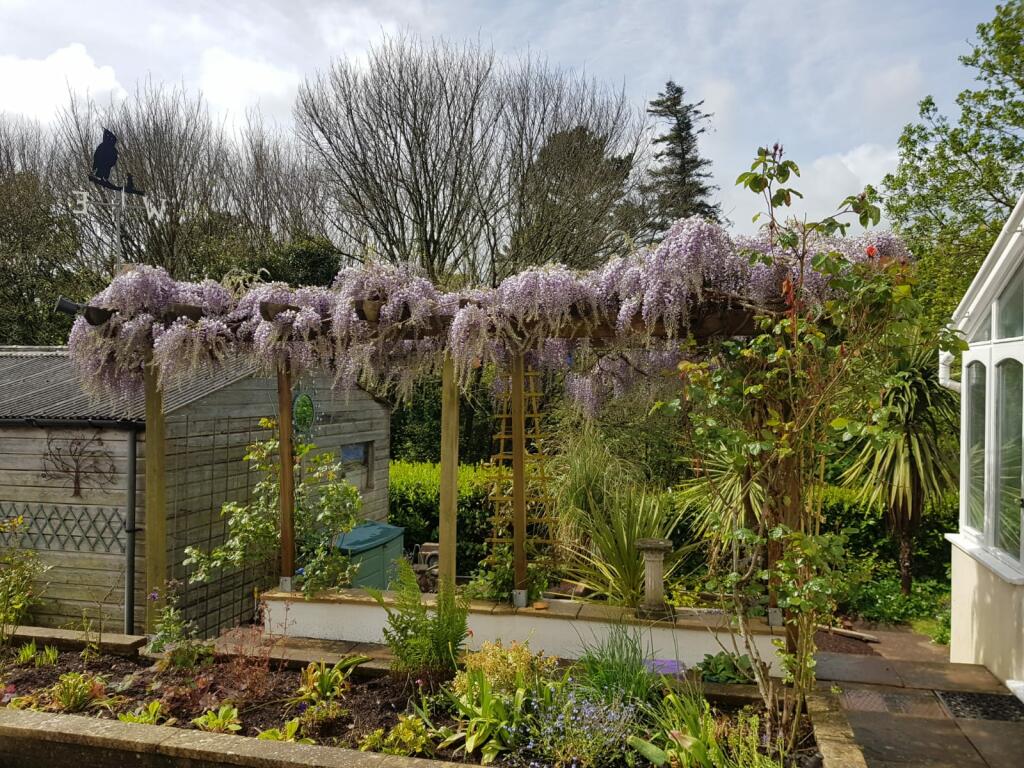 Wisteria in Summer