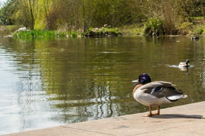 Yate location shots with duck.
