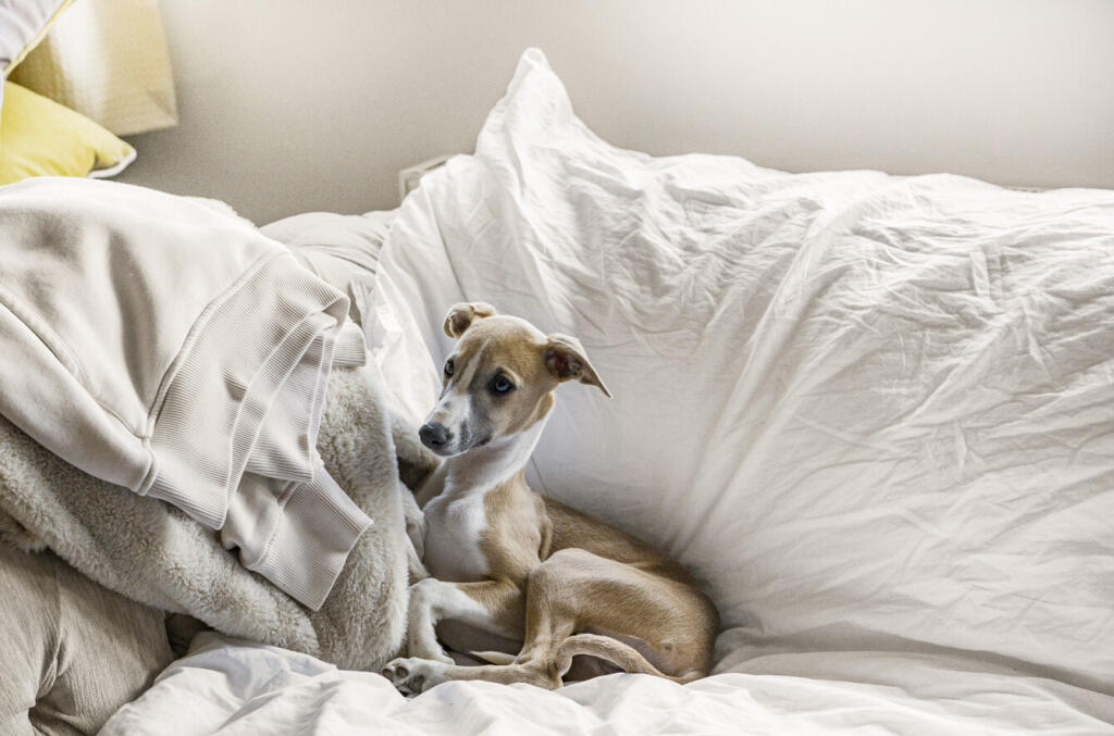 1295066-52-682786...