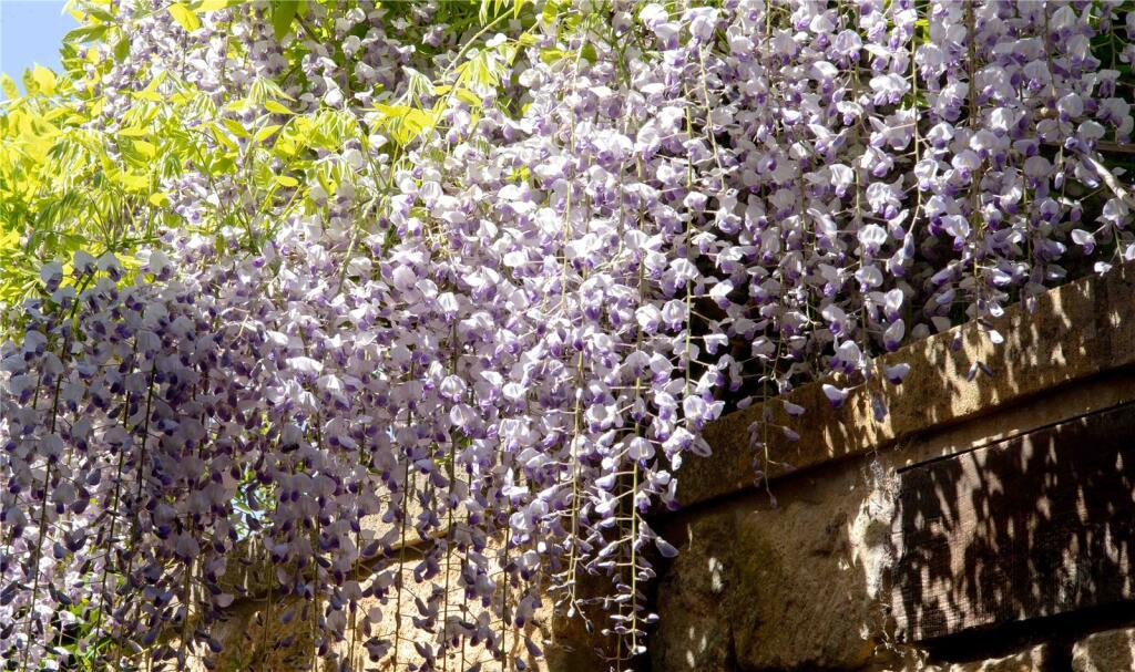 Wisteria