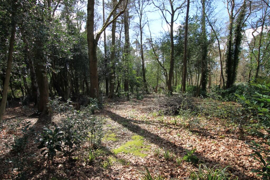 woodland