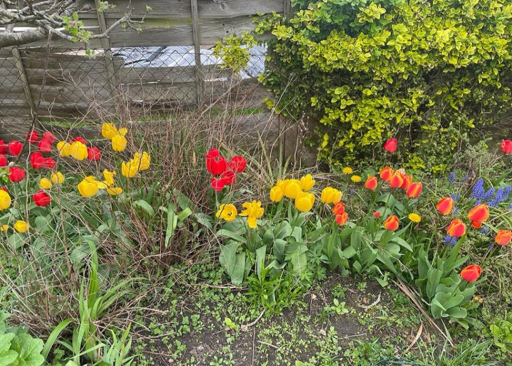 Spring