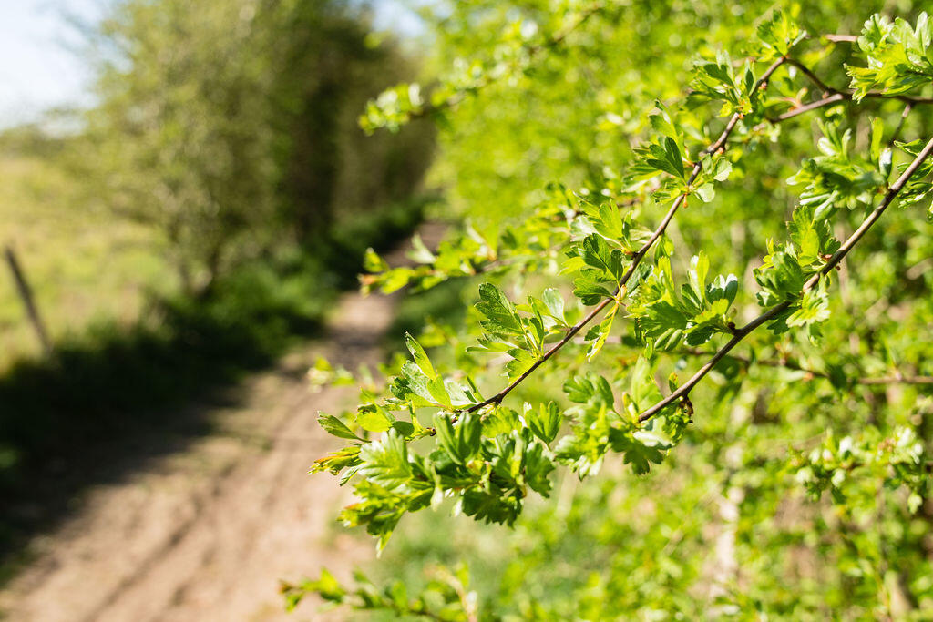 Surrounding Woodlands
