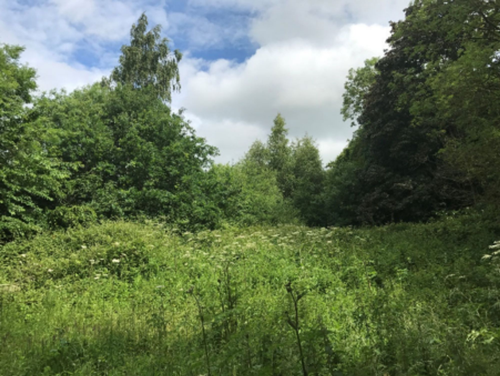 Proposed Site Looking North