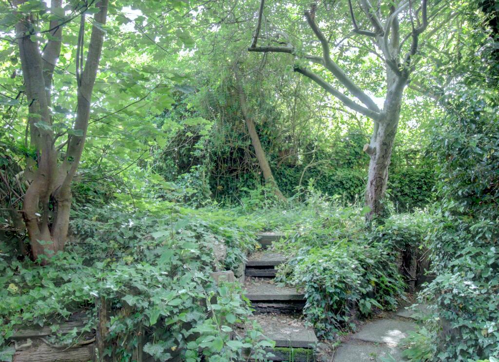 Woodland 4