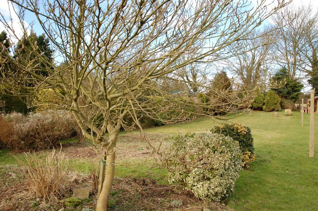 Back Garden