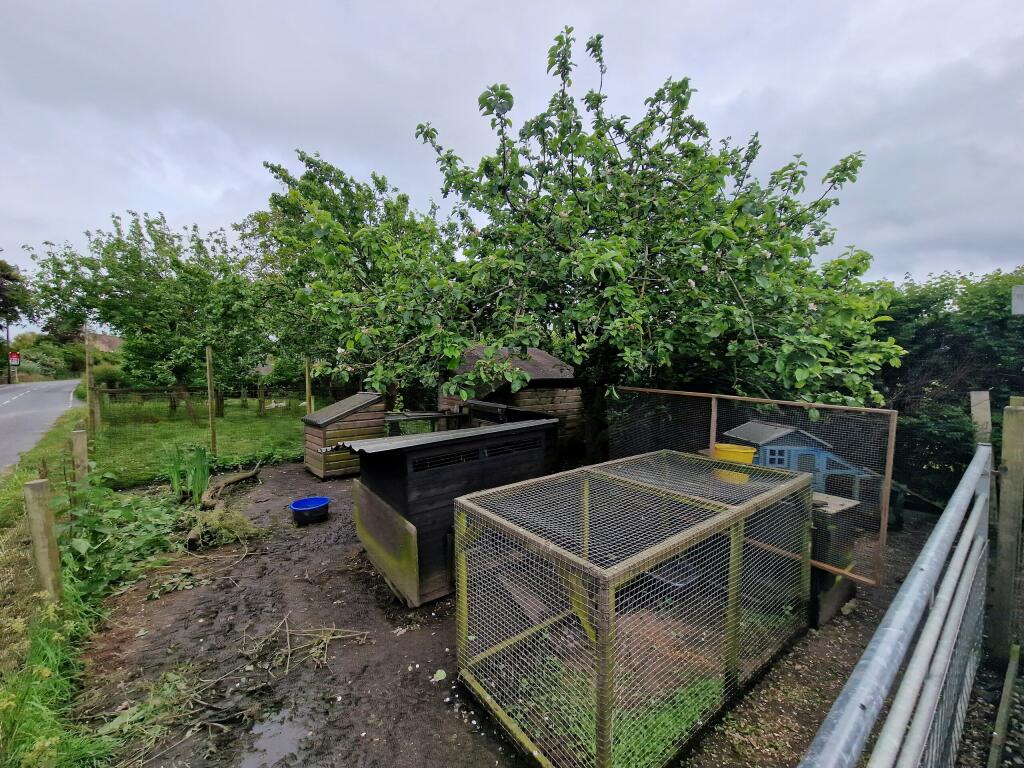 Orchard-Chicken Area