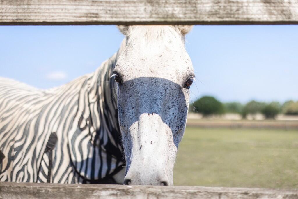 Springfield House...