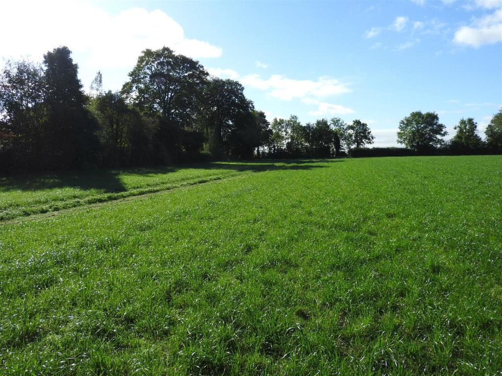 View of plot from the road (2)
