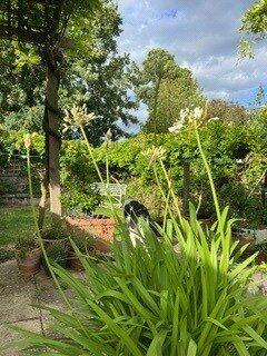 Summer Garden